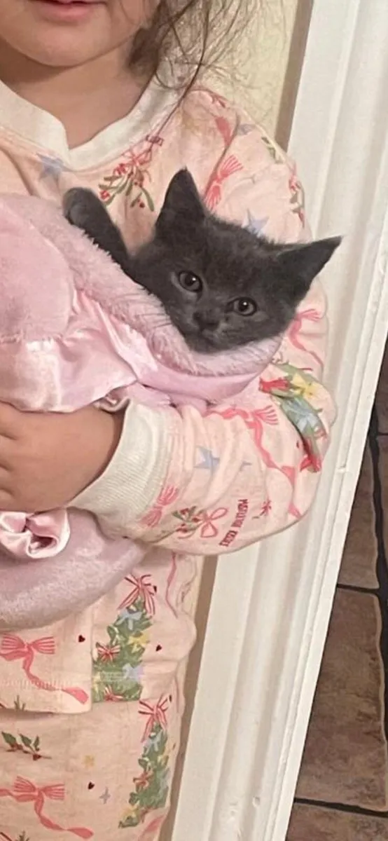 BEAUTIFUL RUSSIAN BLUE KITTEN - Image 3