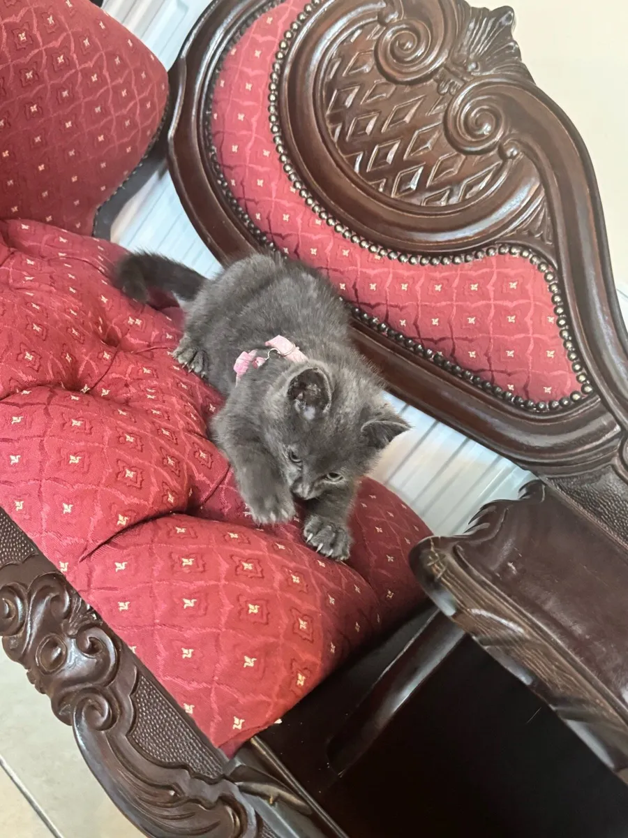 BEAUTIFUL RUSSIAN BLUE KITTEN - Image 4