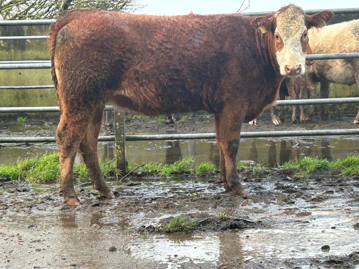 Super limousine incalf heifer - Image 1