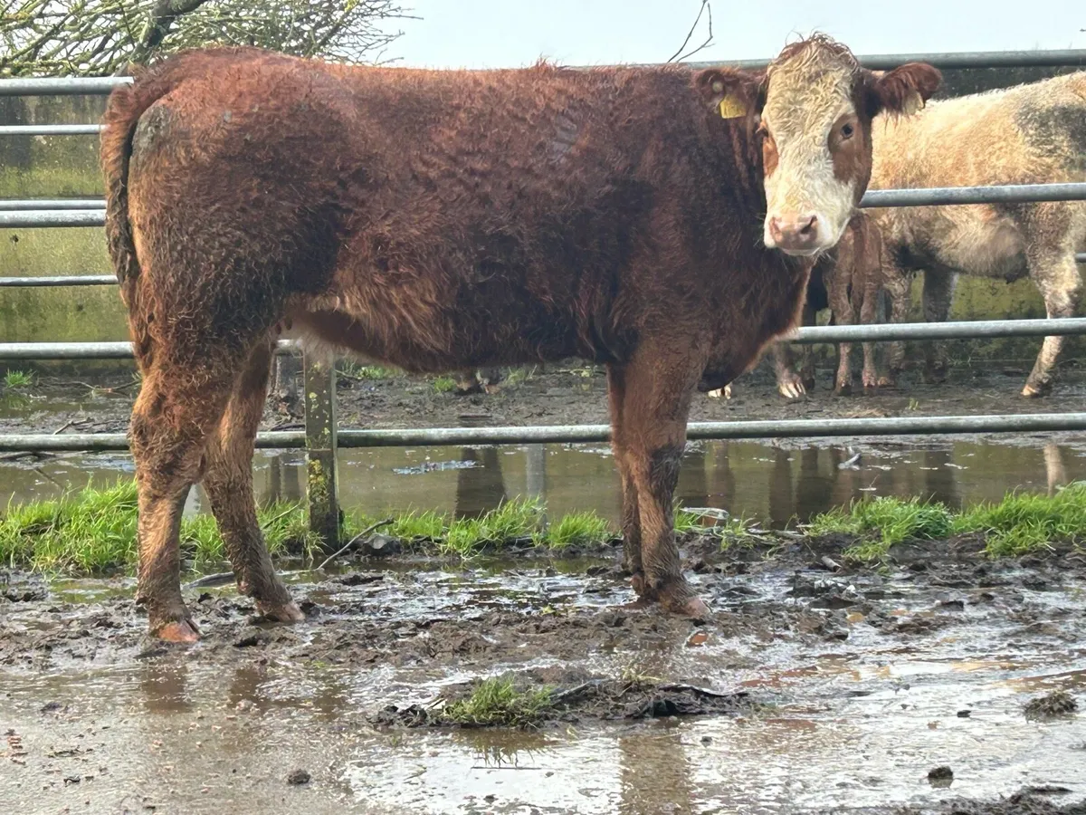 Super limousine incalf heifer - Image 2