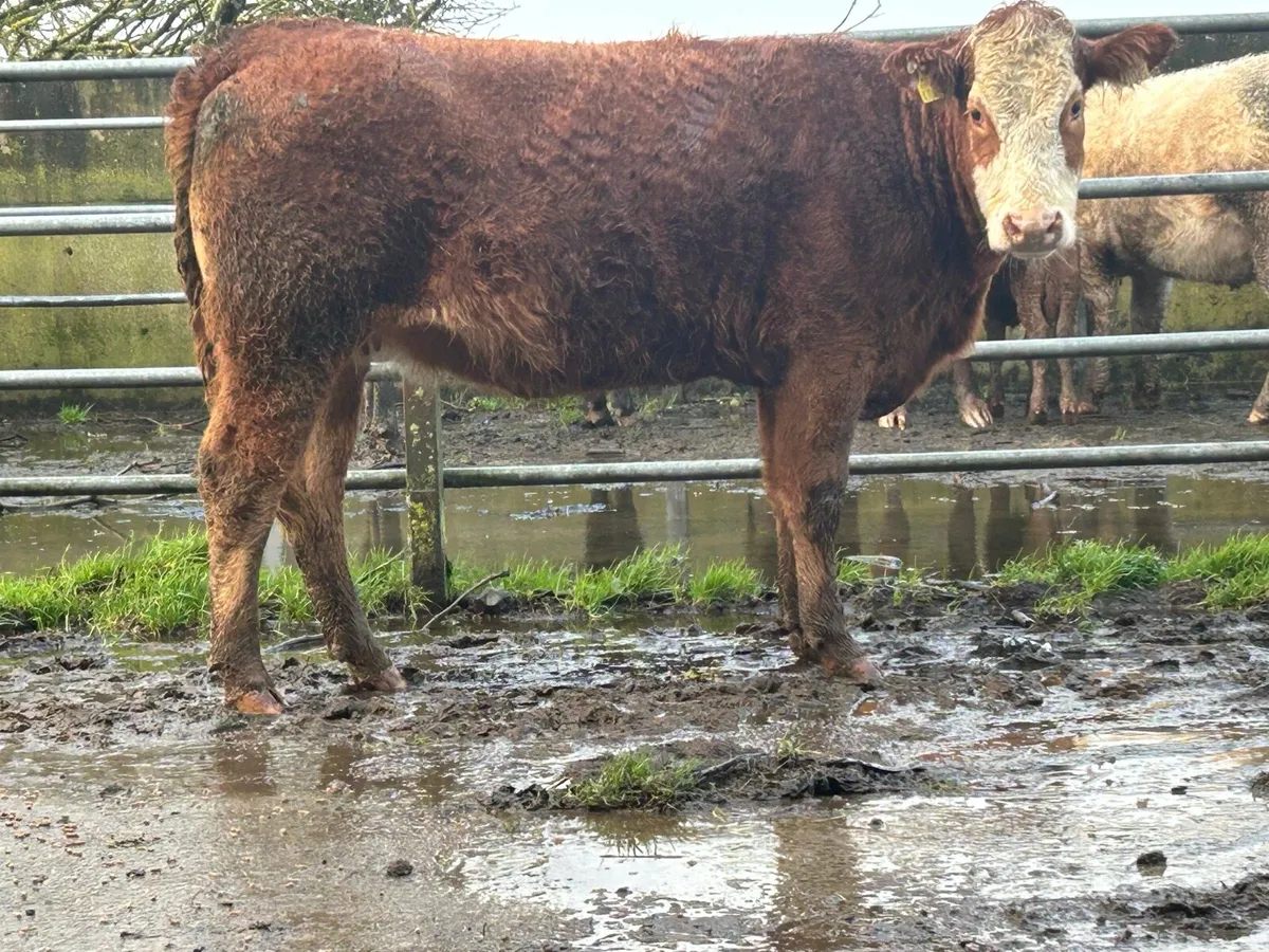 Super limousine incalf heifer - Image 3