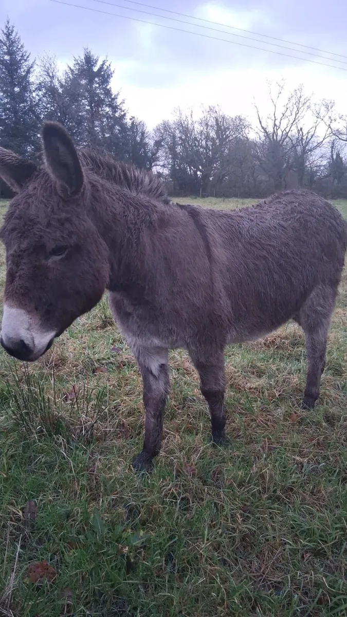 For sale  Two Female/Mare Donkeys - Image 1