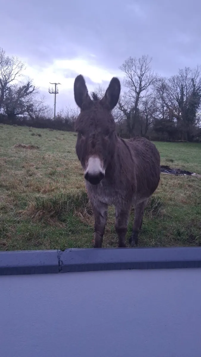 For sale  Two Female/Mare Donkeys - Image 2