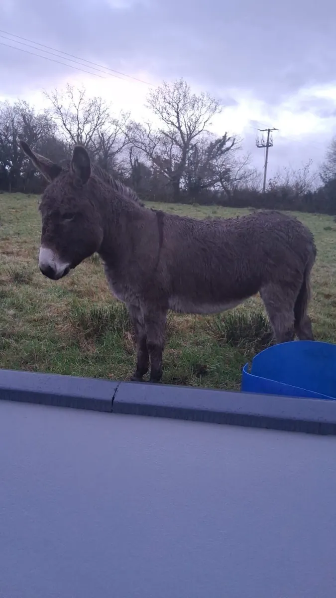 For sale  Two Female/Mare Donkeys - Image 3