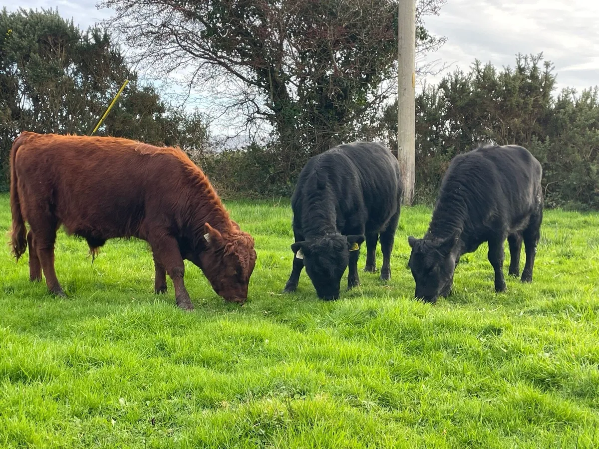 Dexter weanlings - Image 1