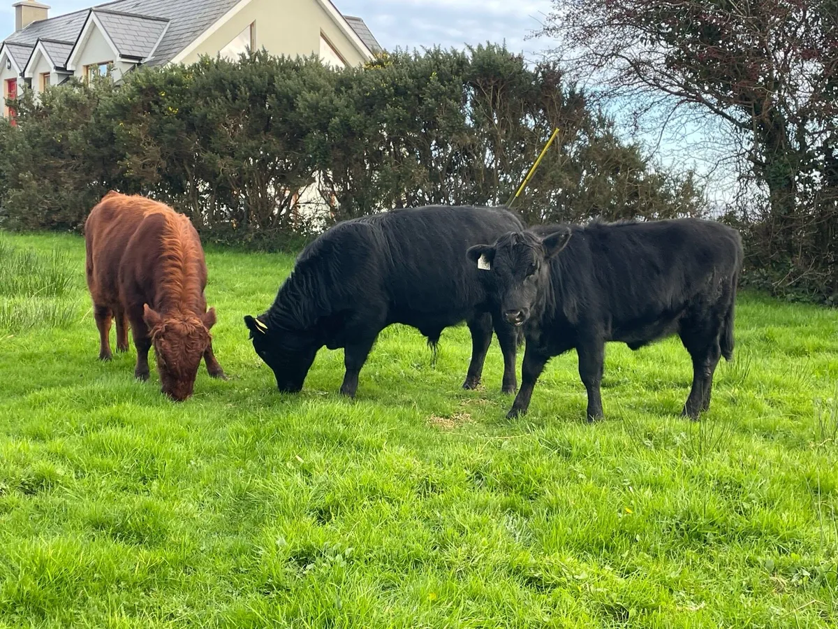 Dexter weanlings - Image 2