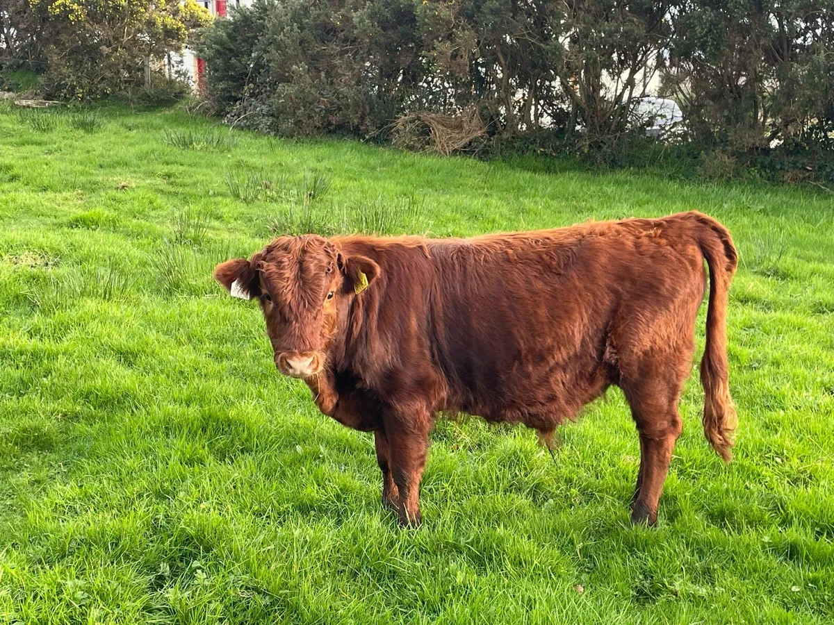 Dexter weanlings - Image 3