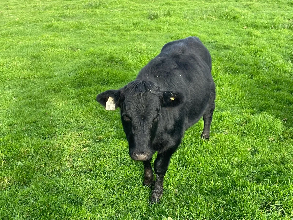 Dexter weanlings - Image 4