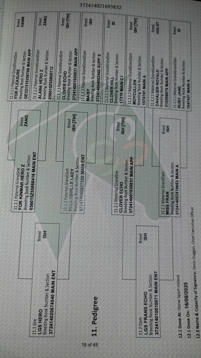 Super blood filly - Image 4