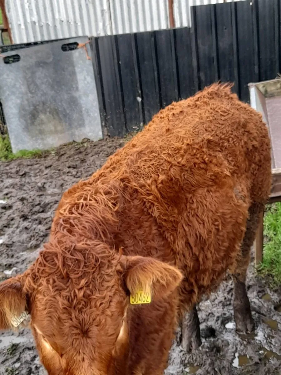 ✨️ 5 Super Heifer Weanlings✨️ - Image 3