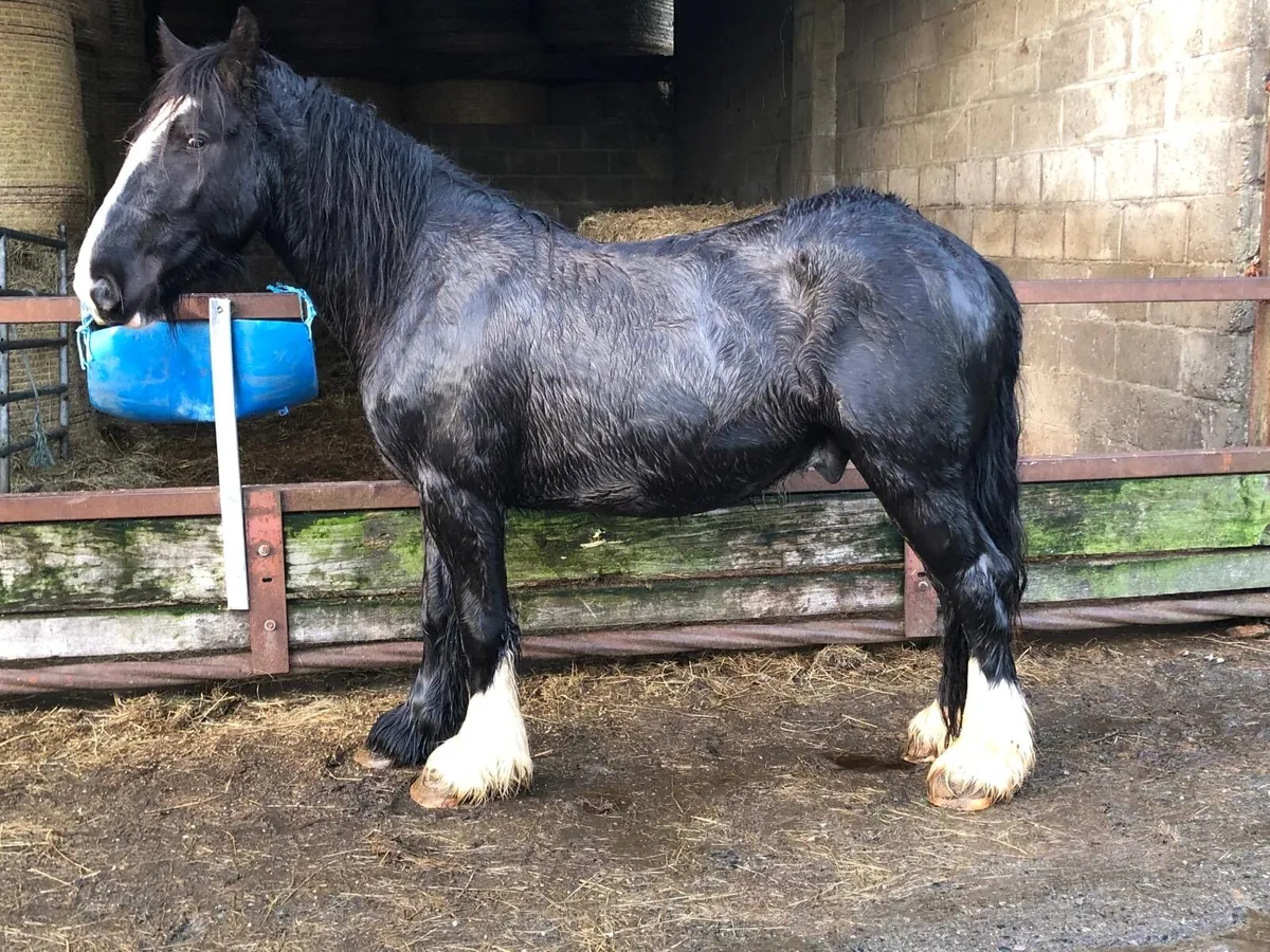 14.2 Black Heavy Gelding - Image 1