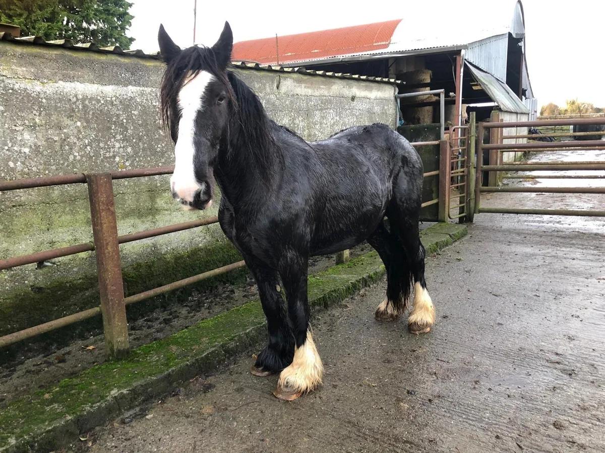 14.2 Black Heavy Gelding - Image 2