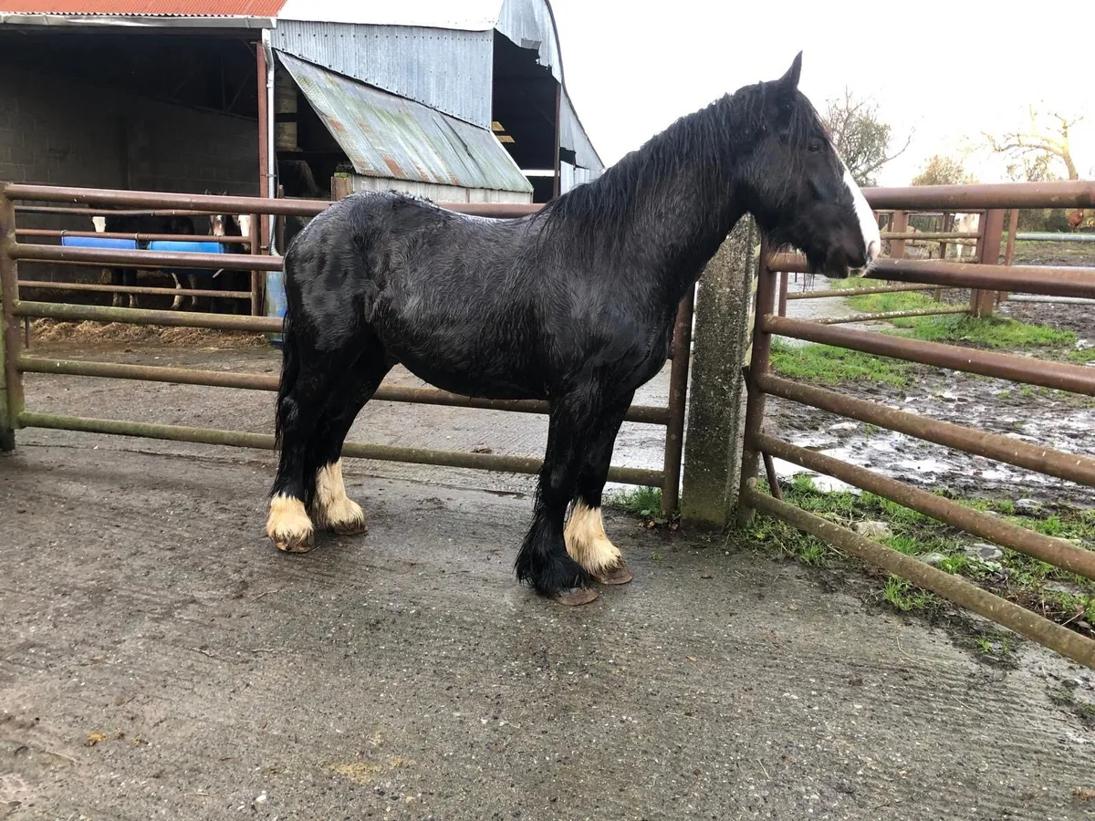 14.2 Black Heavy Gelding - Image 3