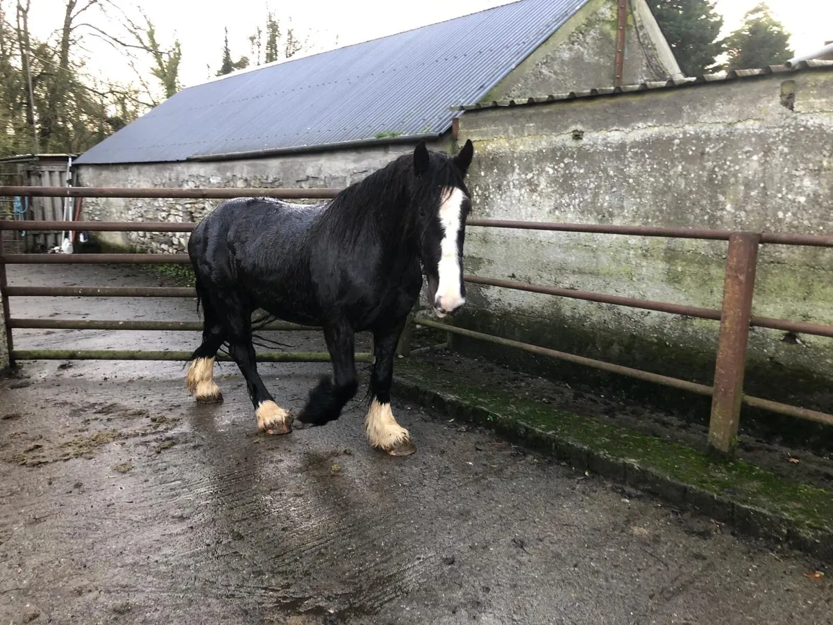 14.2 Black Heavy Gelding - Image 4