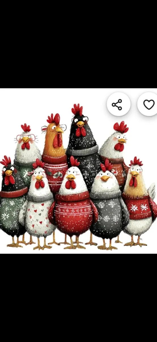 Christmas hens/pullets/layers in Co. Kildare - Image 1
