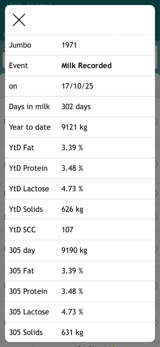 5 fresh  calvers - Image 2