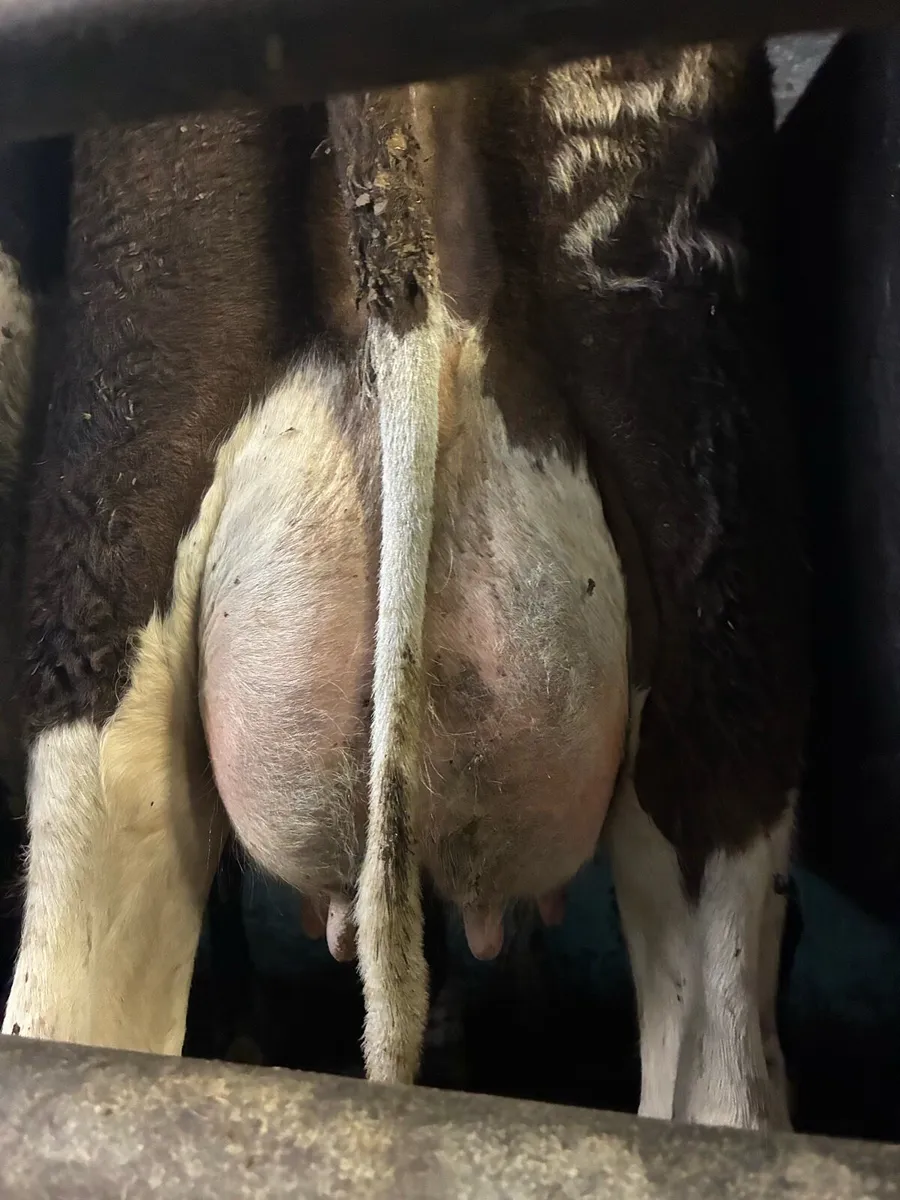 5 fresh  calvers - Image 1