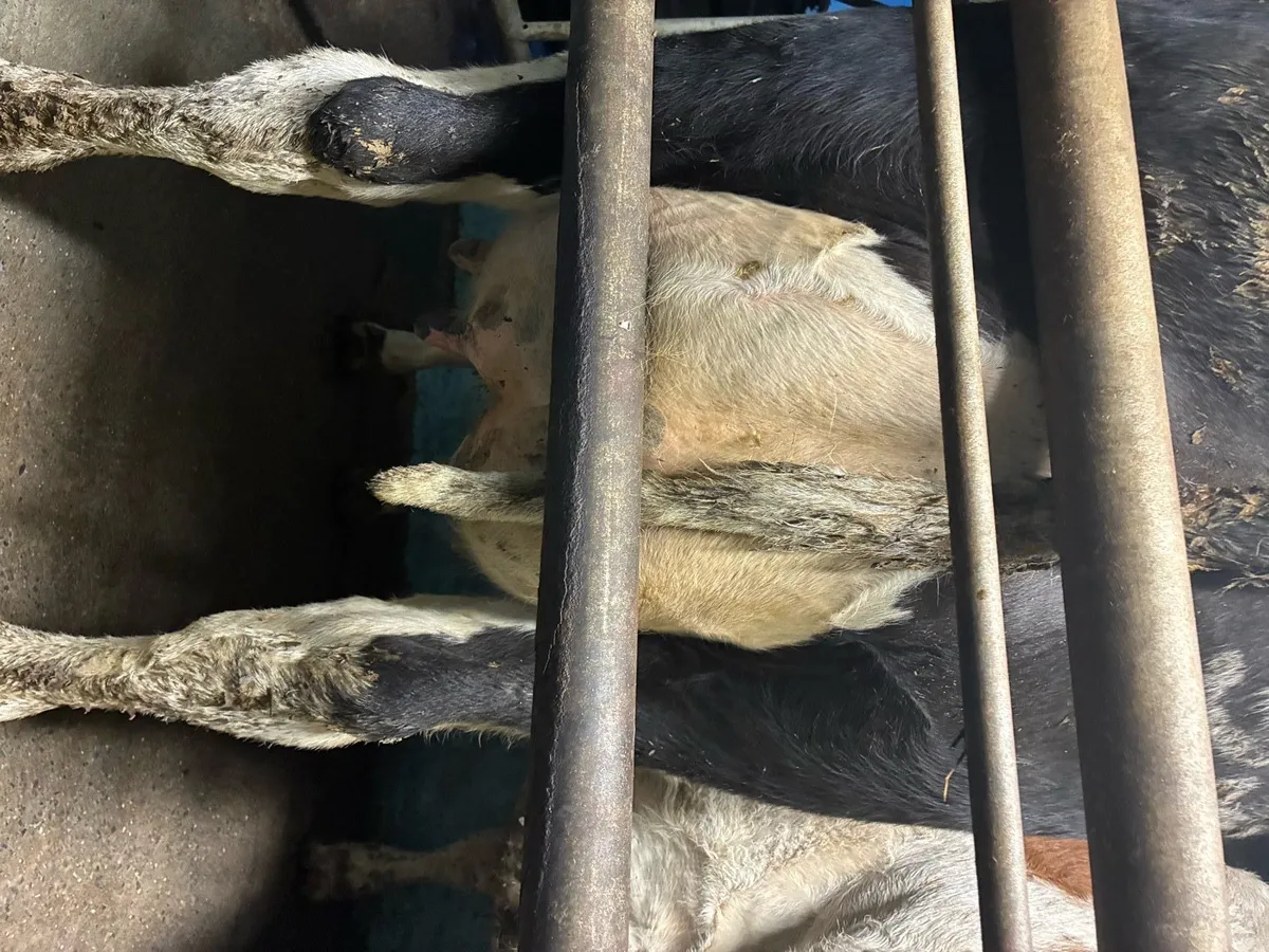 5 fresh  calvers - Image 3