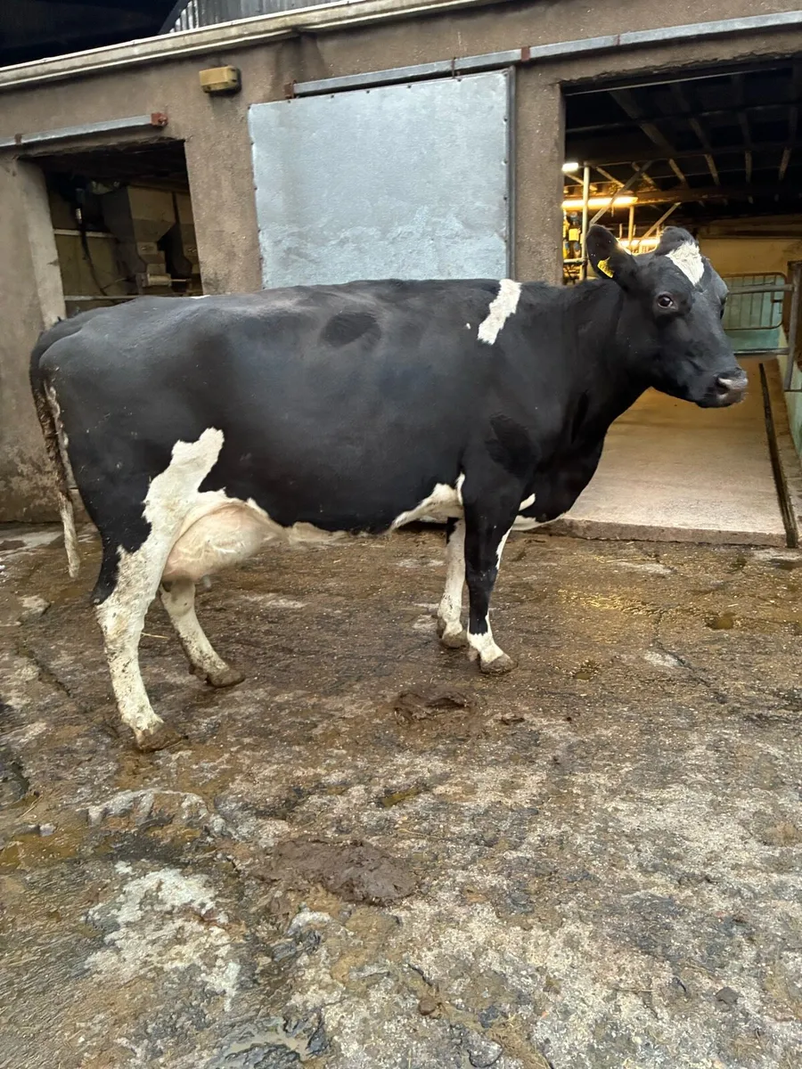 5 fresh  calvers - Image 4