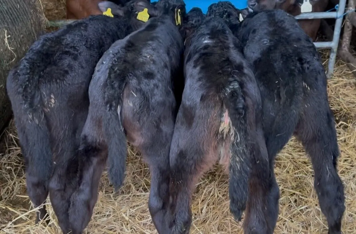 5 aa heifer calves - Image 2