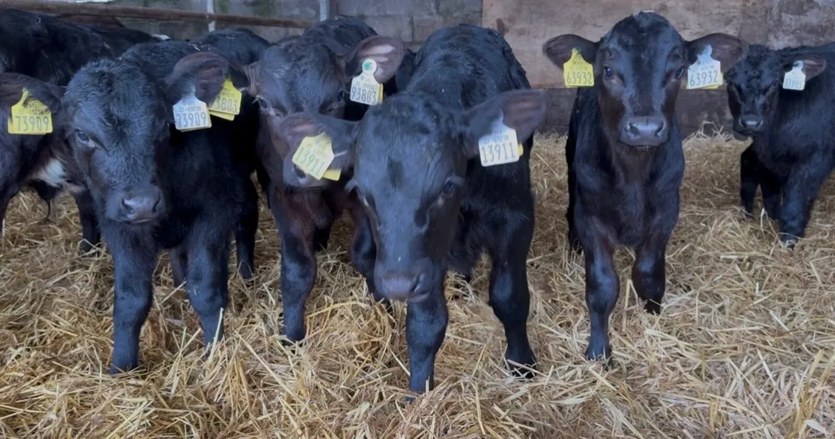 5 aa heifer calves - Image 1