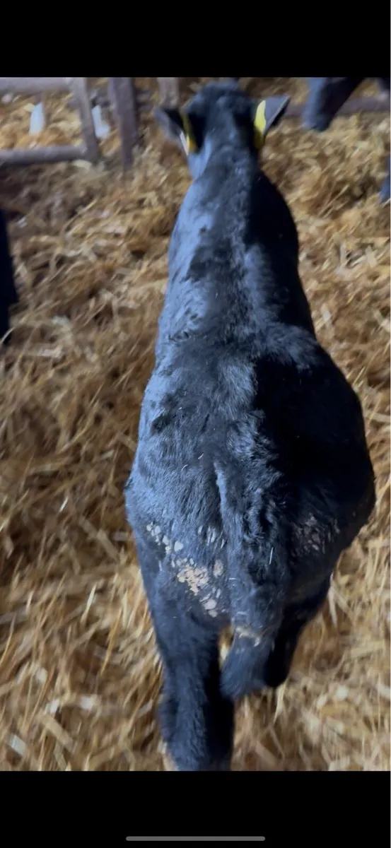 5 aa heifer calves - Image 3