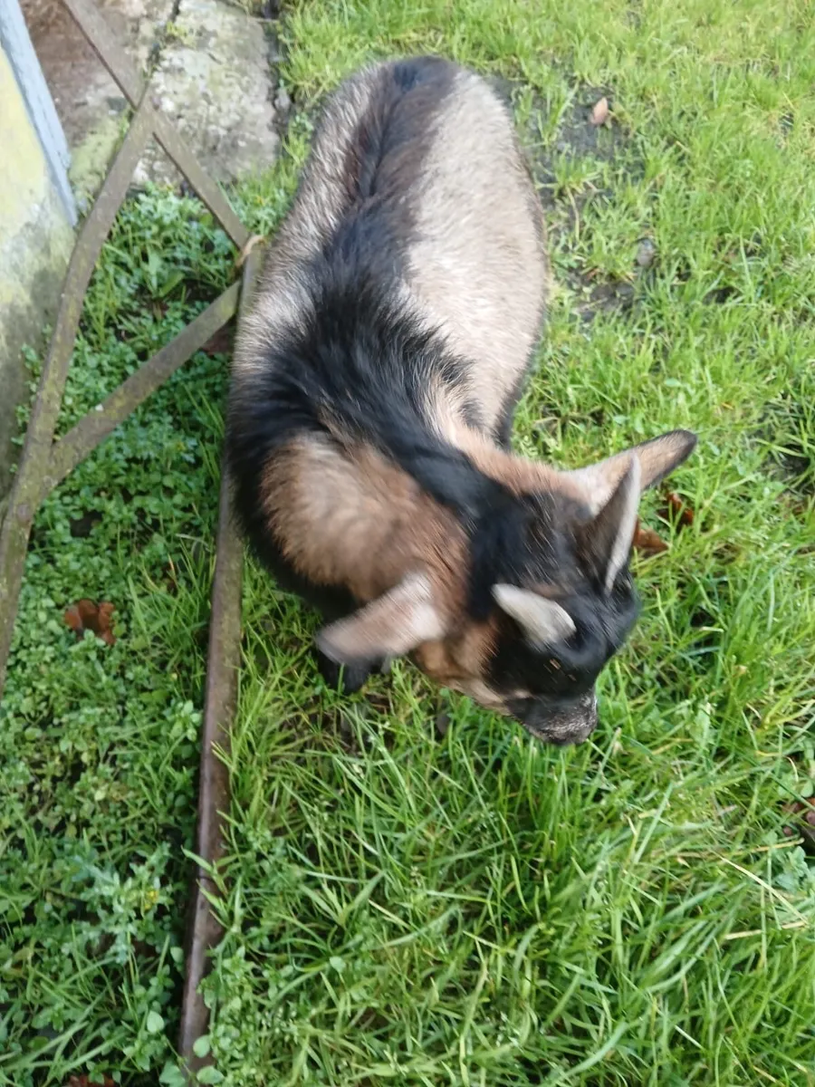 Pygmy Goat - Image 2
