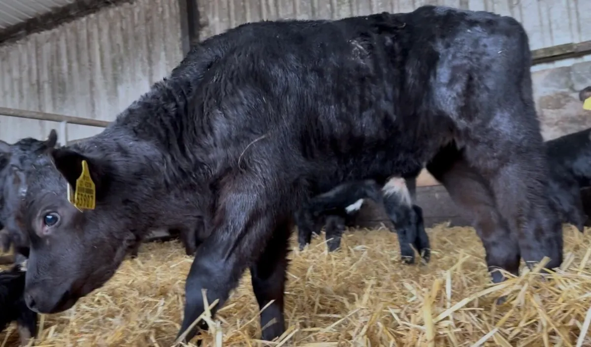 Super selection of AA bull calves - Image 1