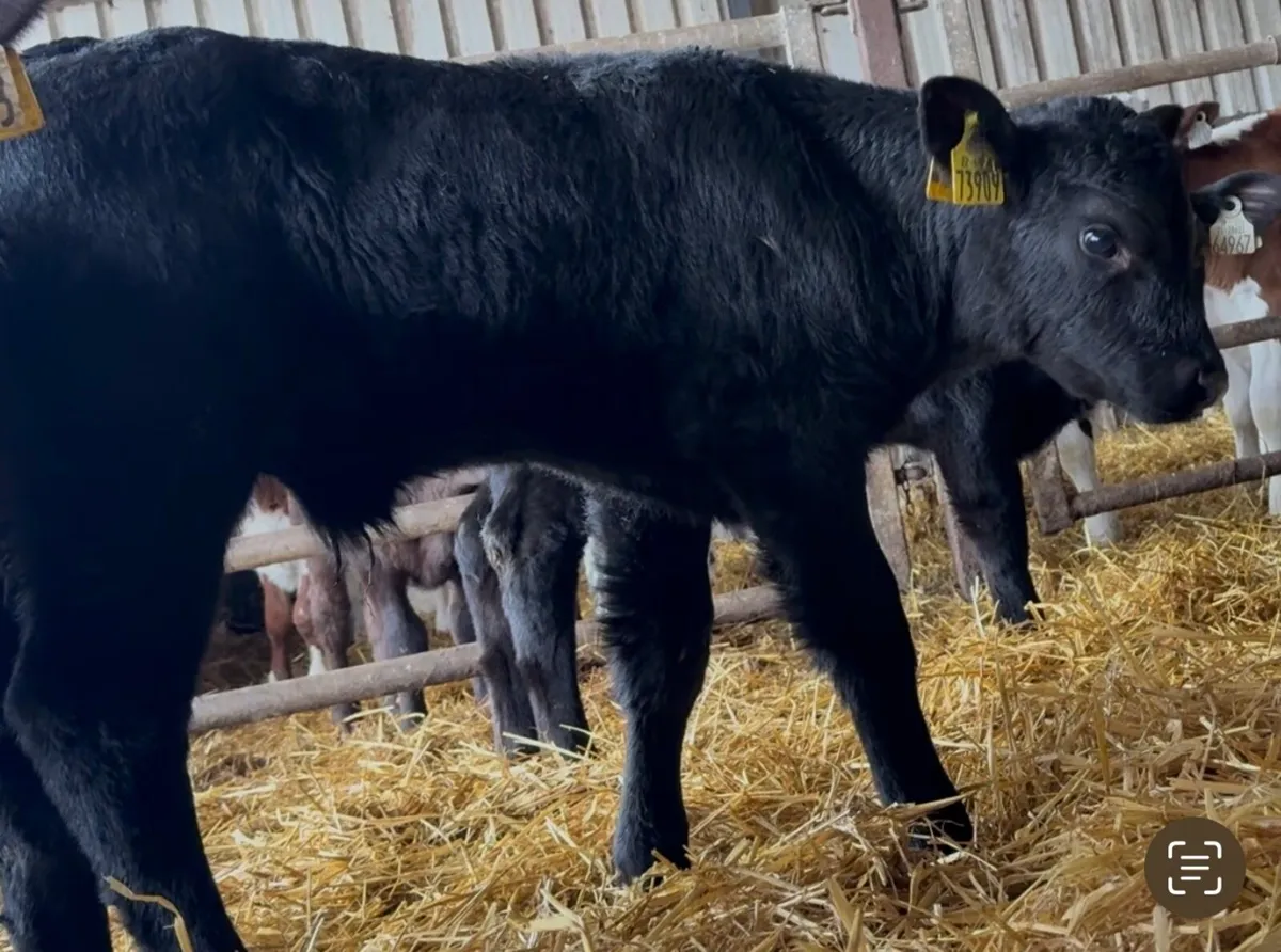Super selection of AA bull calves - Image 2