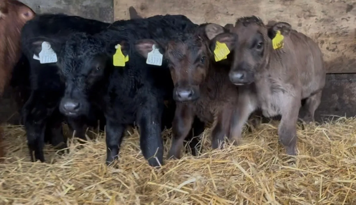 10 fresh bull calves for sale - Image 4