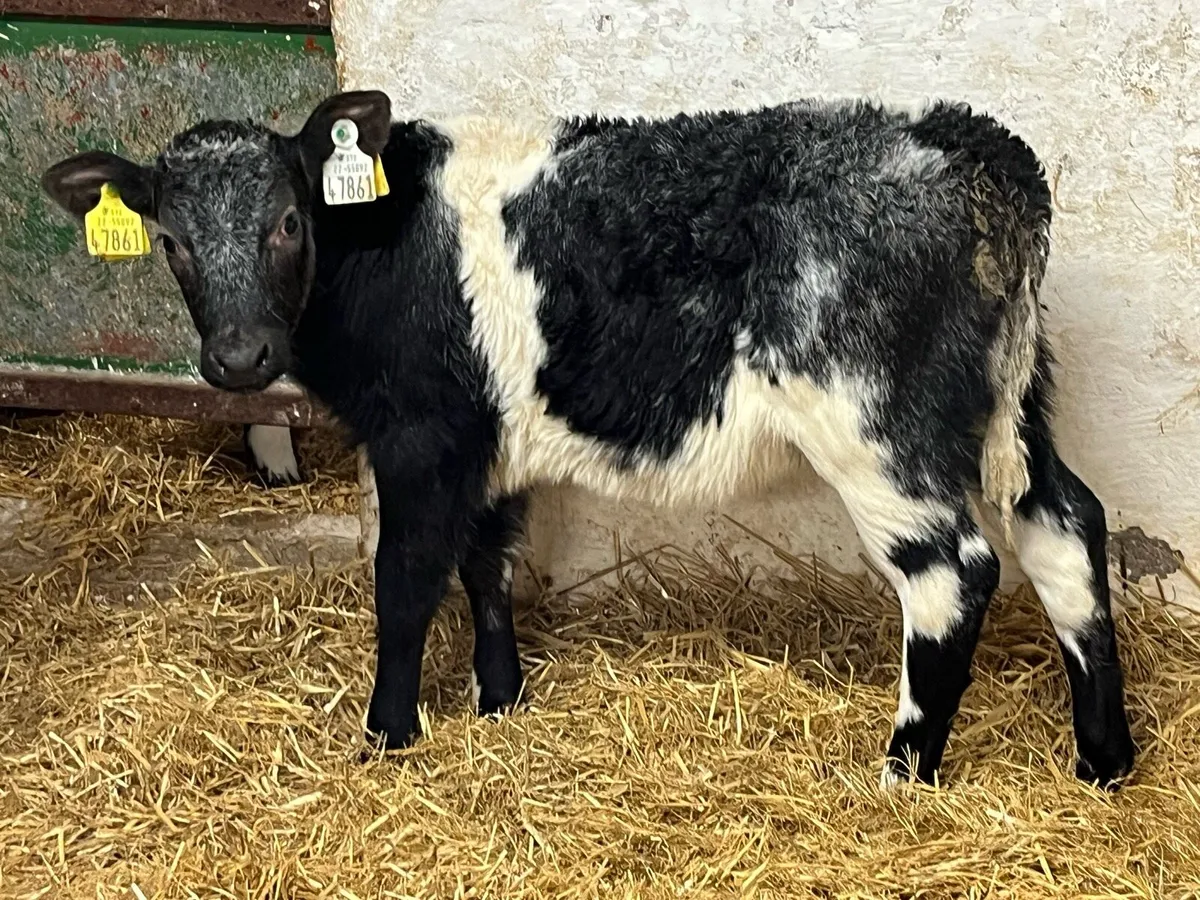 SMASHING BB HEIFER CALVES - Image 1