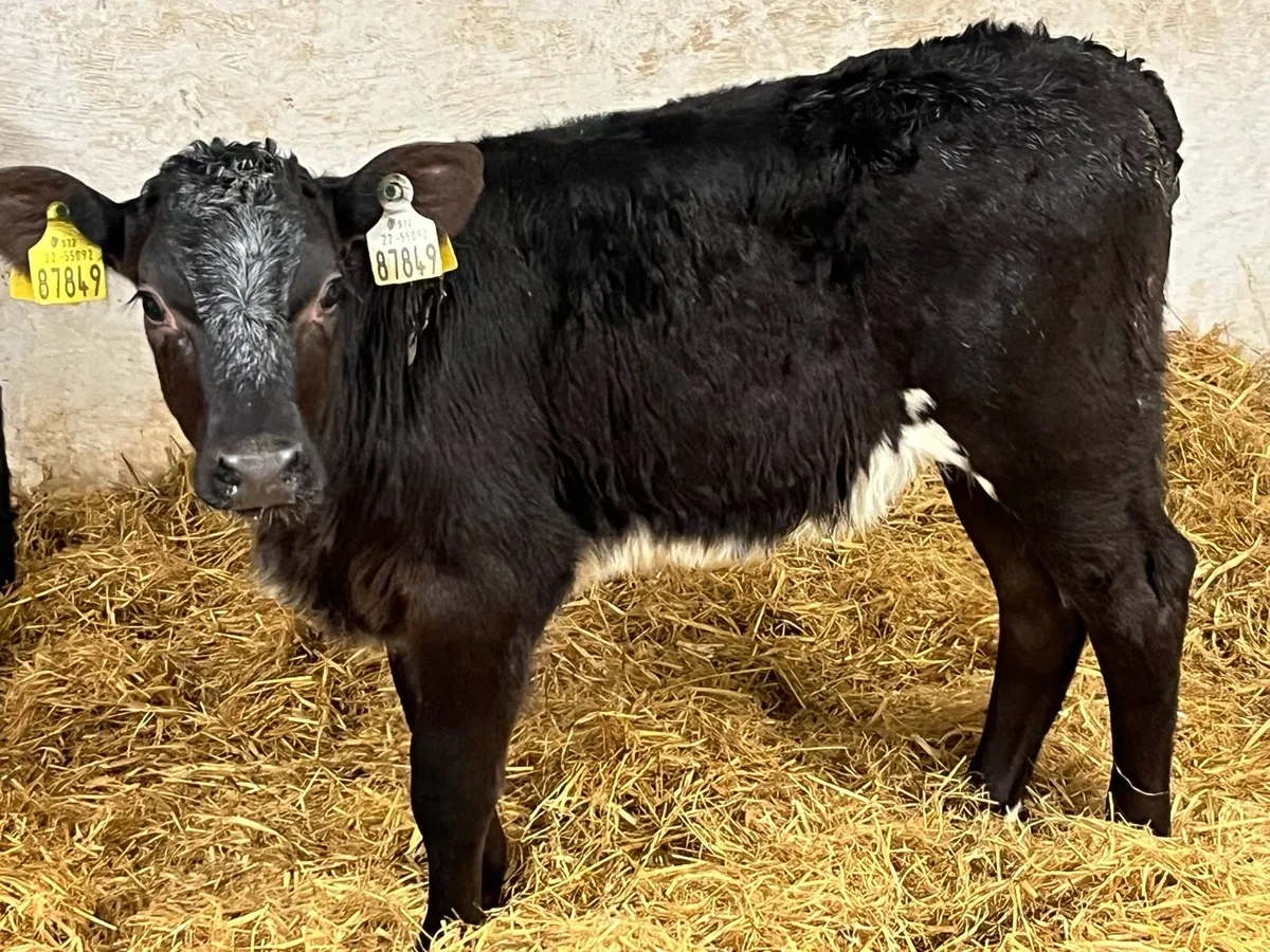 SMASHING BB HEIFER CALVES - Image 2