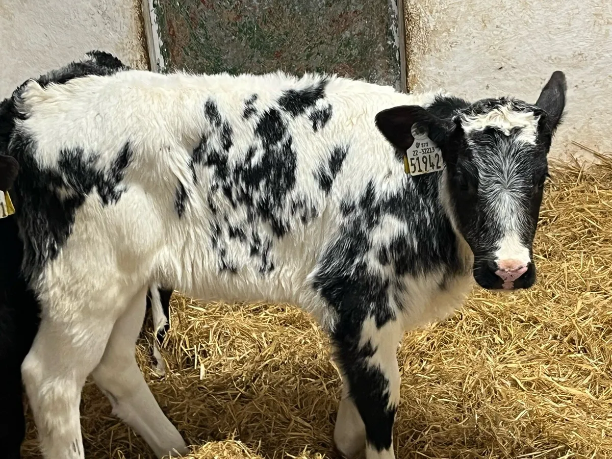 SMASHING BB HEIFER CALVES - Image 4