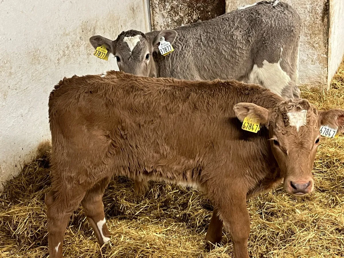 Super Charolais Bull Calves - Image 1