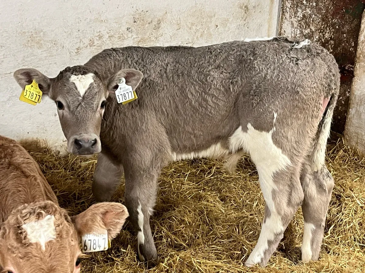 Super Charolais Bull Calves - Image 2