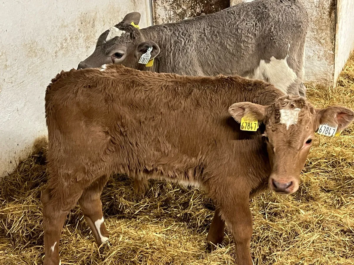 Super Charolais Bull Calves - Image 3