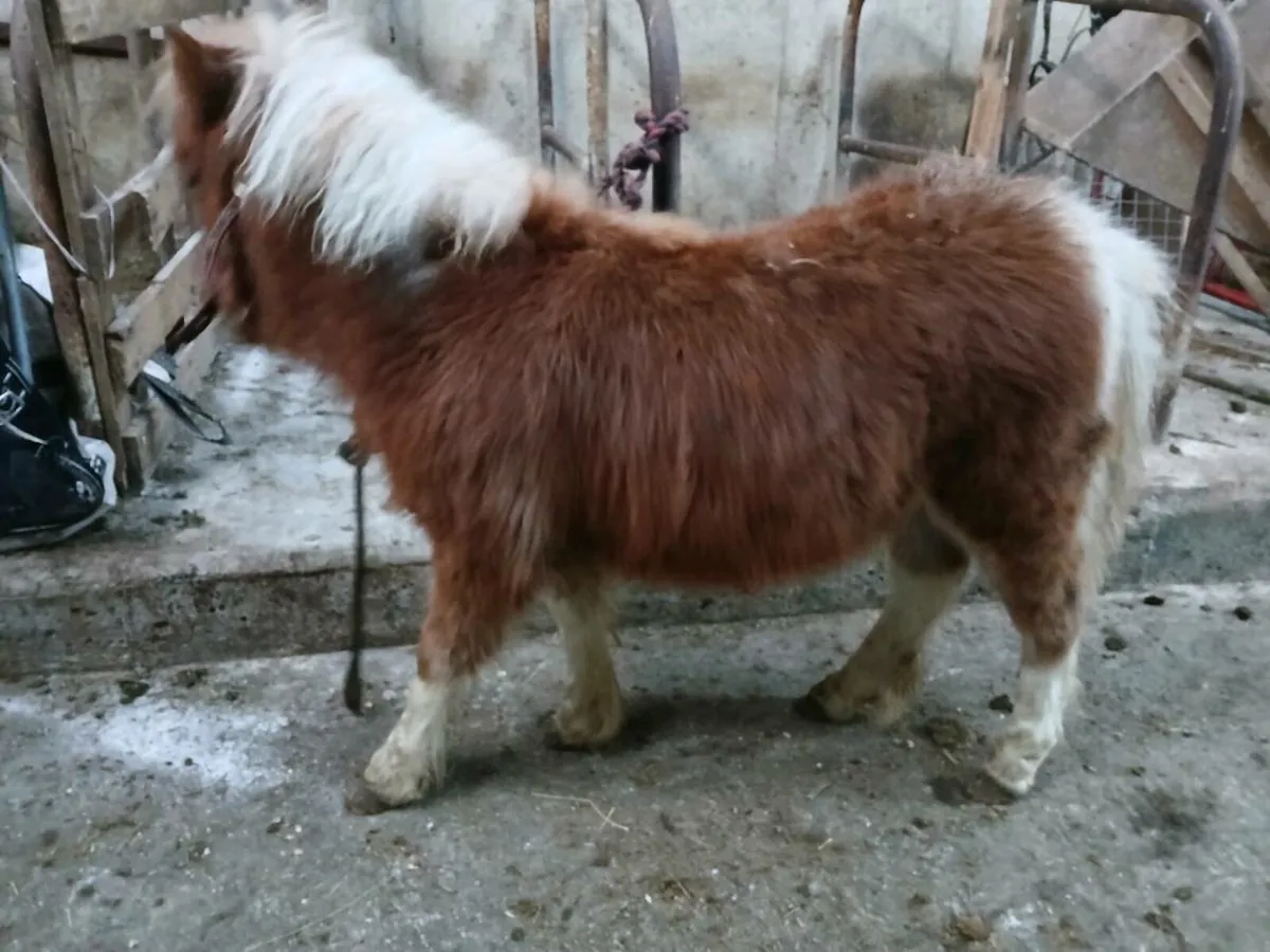 Fallabella foal - Image 4