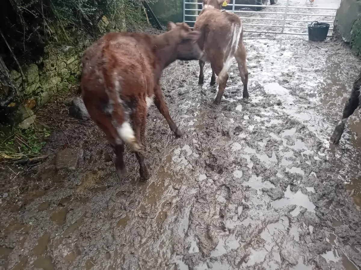 Roan shorthorn heifers - Image 3