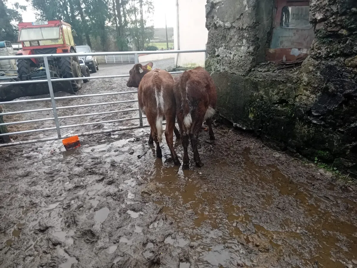Roan shorthorn heifers - Image 1