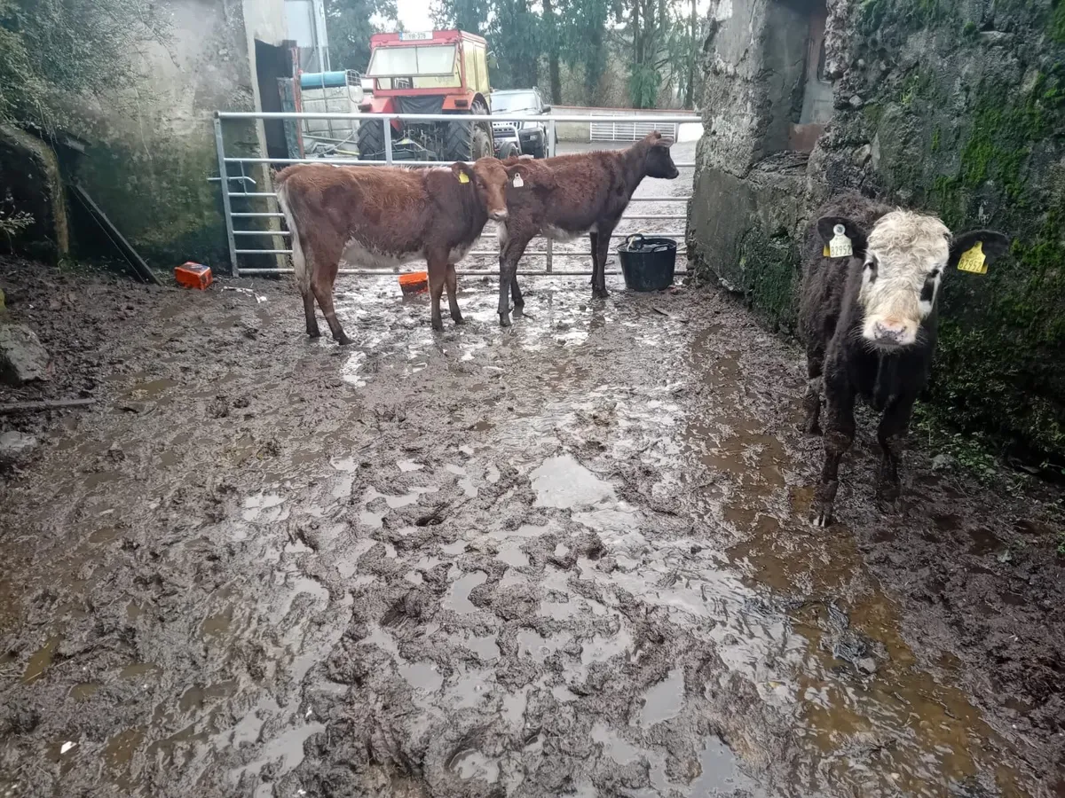 Roan shorthorn heifers - Image 2