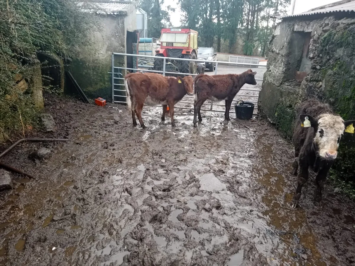 Roan shorthorn heifers - Image 4