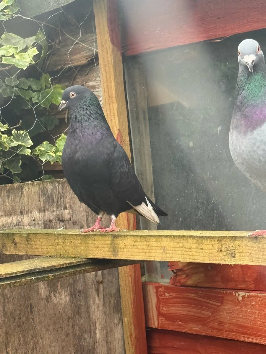 Pigeon for sale - Image 4