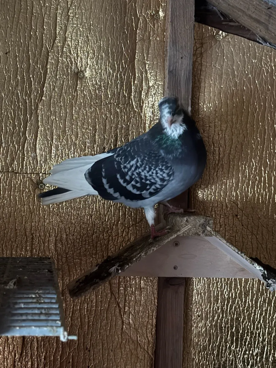 Pigeon for sale - Image 2