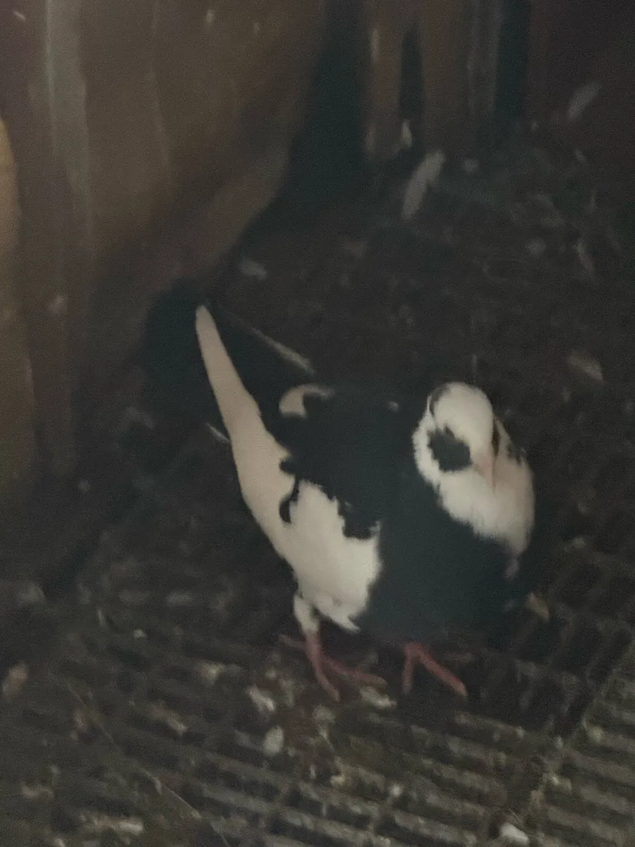 Pigeon for sale - Image 3
