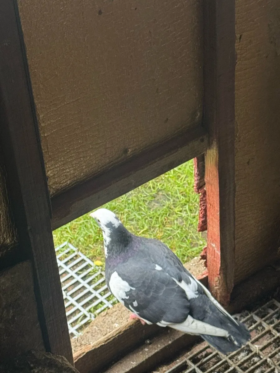 Pigeon for sale - Image 4