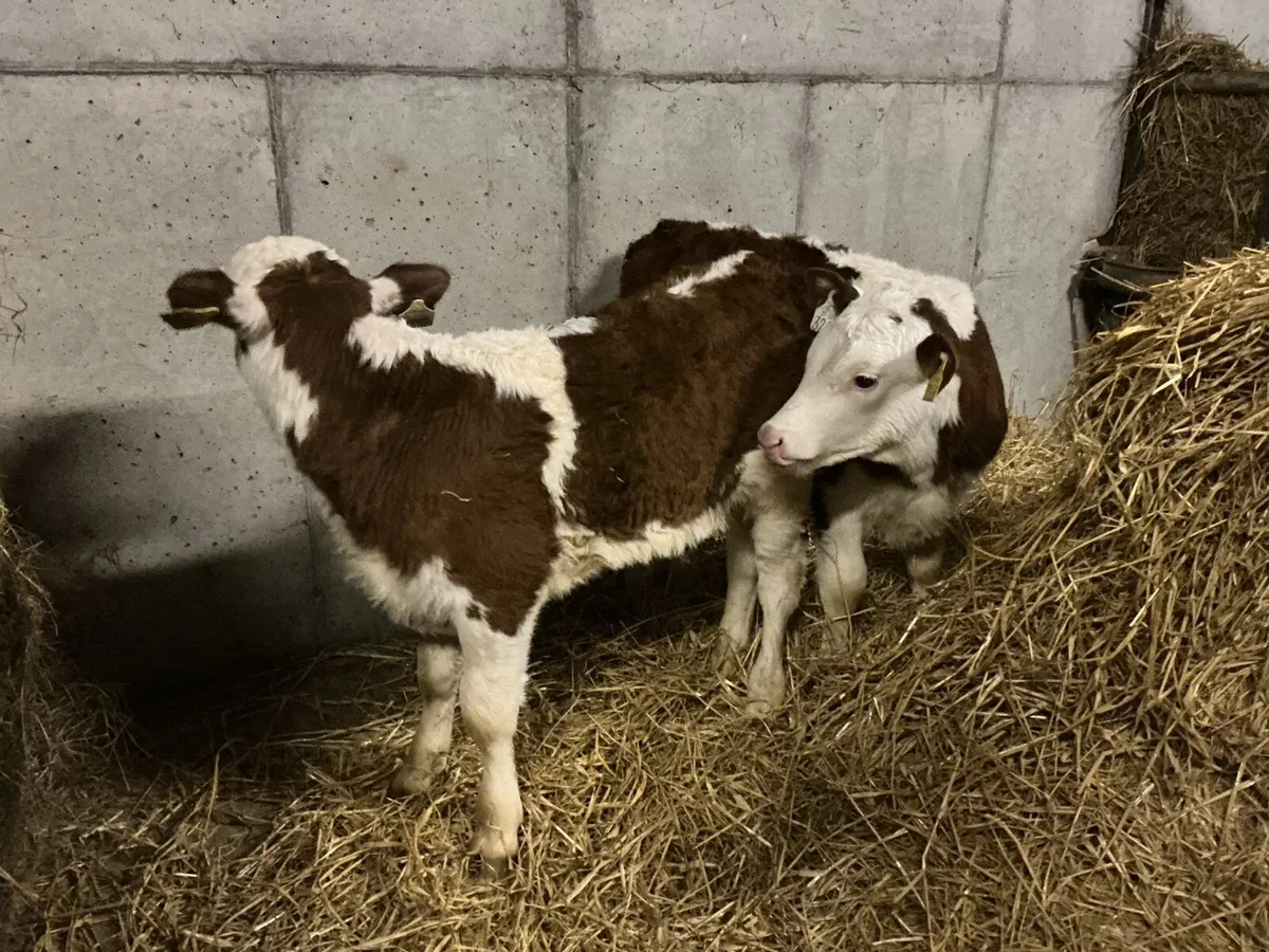 2 HEX calves - Image 4