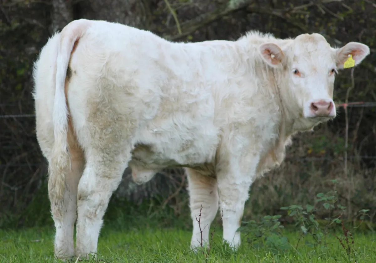 Pedigree charolais heifer - Image 1