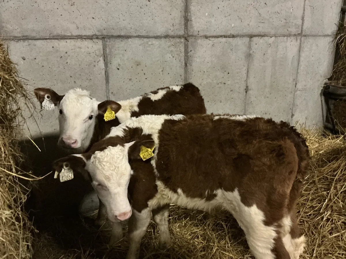2 HEX calves - Image 1