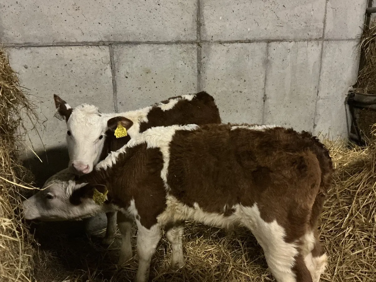 2 HEX calves - Image 3