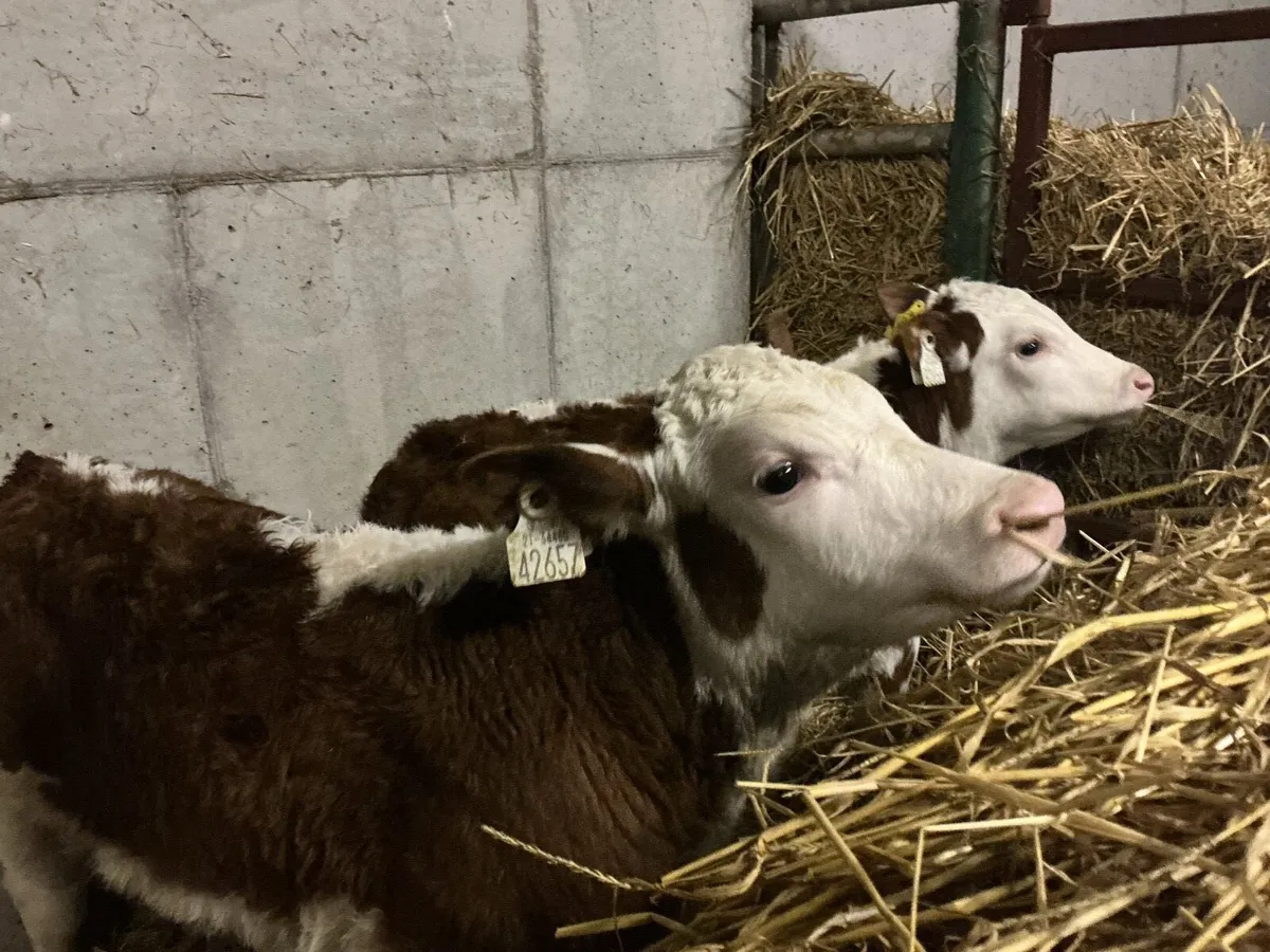 2 HEX calves - Image 2